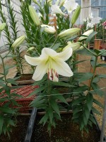 [5688 ST Roberto No01.JPG]